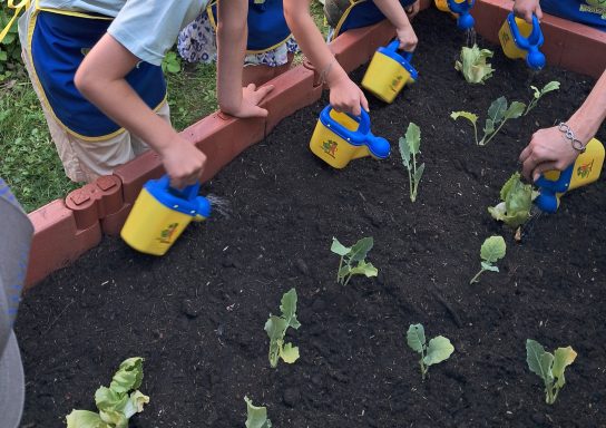 "Gemüsebeete für Kids 2026" in Kooperation mit der Edeka Stiftung
